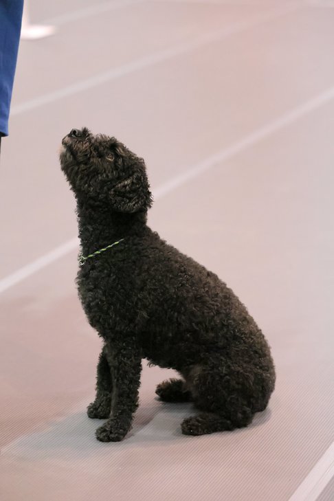 913 18' GCH CH Ariosa Concurrido Chasin Fiesta's Midnight Rain UD BN RE FCAT6 SWA SCM SIE SEE DS CGC TKN. DN47143702. 7/22/2016. Spanish Water Dog. F. Breeder(s): Lisa Harper. Brasenia Concurrido Chasin Ewe CD RN HSAd AX AXJ MJP OF XFP-CH Concurrido Dicha Ariosa. Owner(s): Colleen J Nolan. Handler: Colleen J Nolan