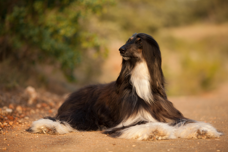 Afghan Hound laying down outdoors at sunset.