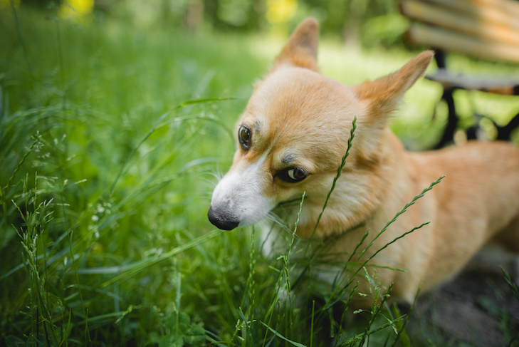 Pembroke Welsh Corgi eating grass in the park.