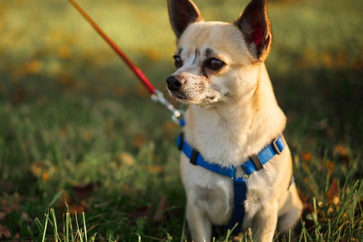 Chihuahua in a harness on leash sitting outdoors in sunlight.