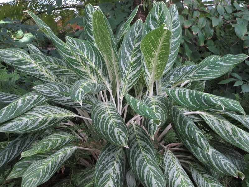 Green and silvery variegated foliage