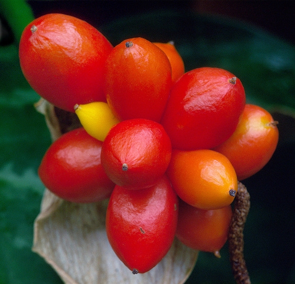 Fruit