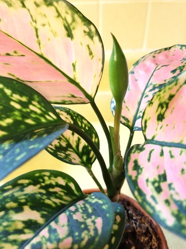 Pink & green variegated leaves; white spathe enclosing spadix.