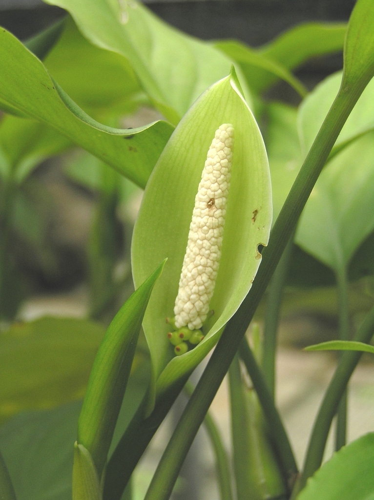 Aglaonema modestum