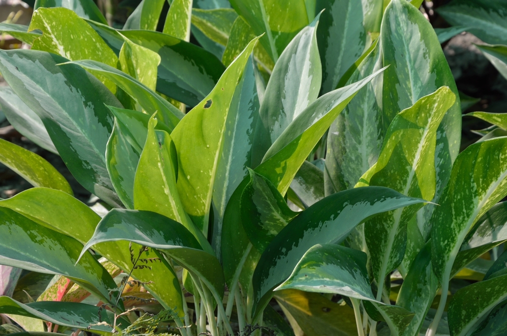 Aglaonema nitidum