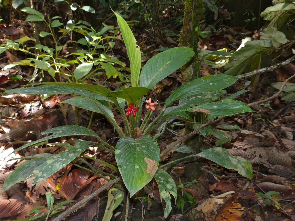 Aglaonema nitidum