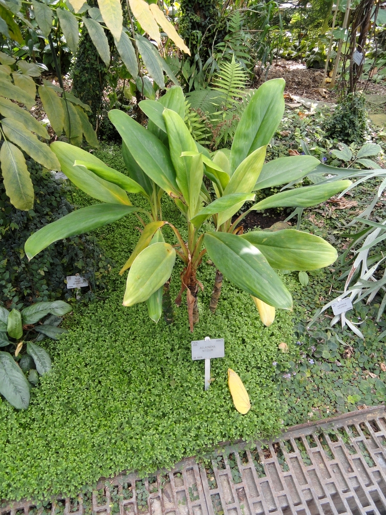 Aglaonema nitidum