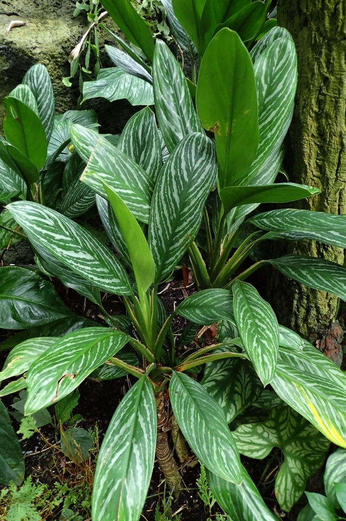 Aglaonema nitidum