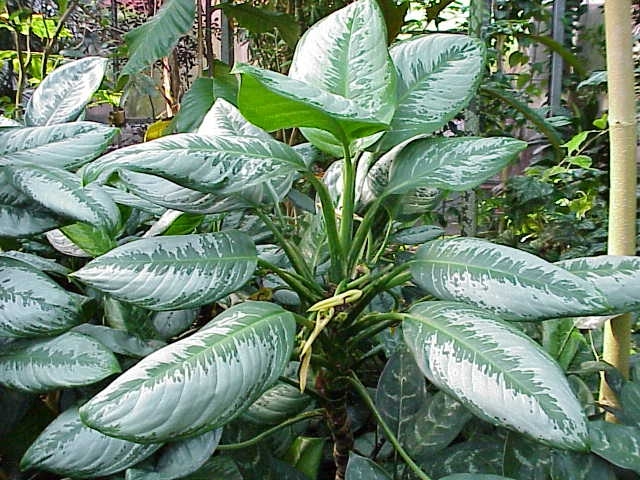 Aglaonema nitidum