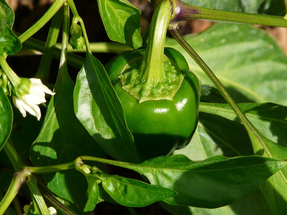 Capsicum annuum