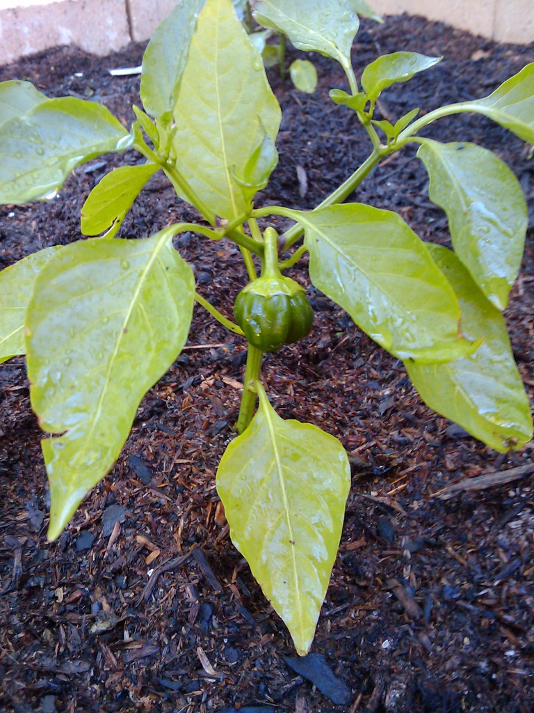 Capsicum annuum