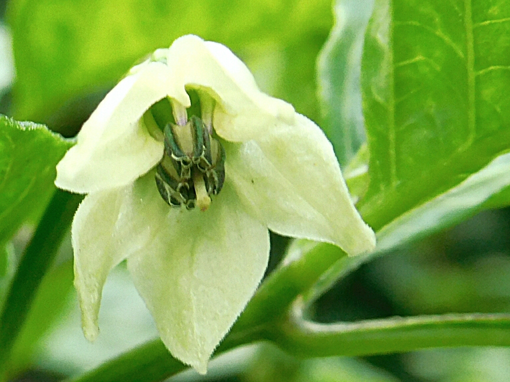 Capsicum chinense