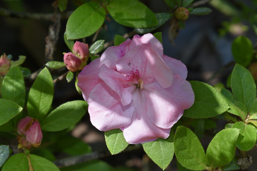 'Nancy of Robin Hill' - Flower - April 22 - Wake Co., NC