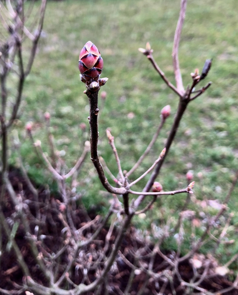 'Pale Moon' Bud - March 17 - Wake Co., NC