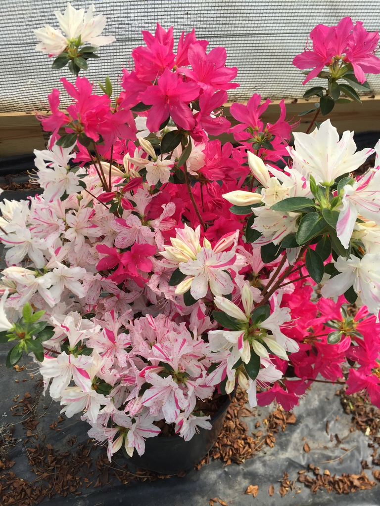 Rhododendron Festive