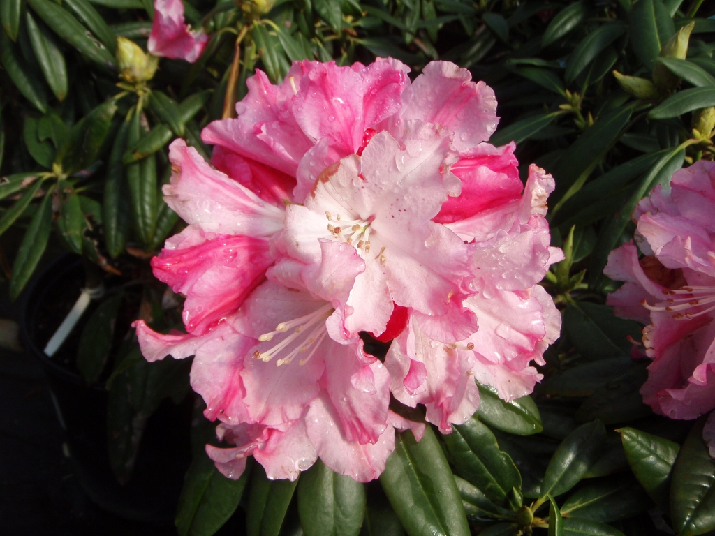 Rhododendron