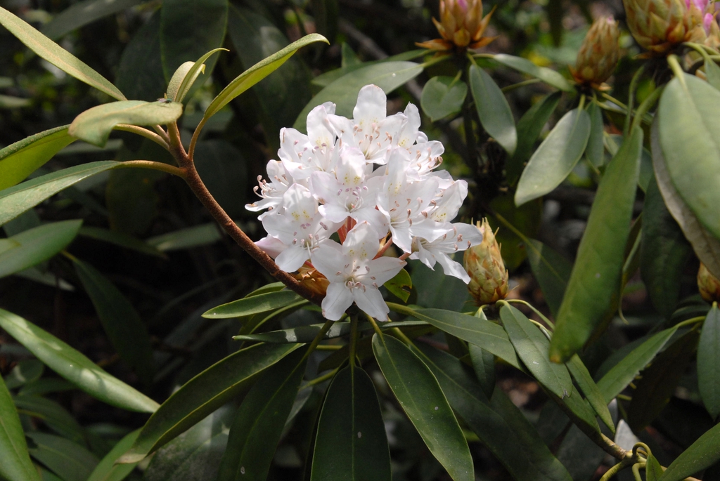 Rhododendron