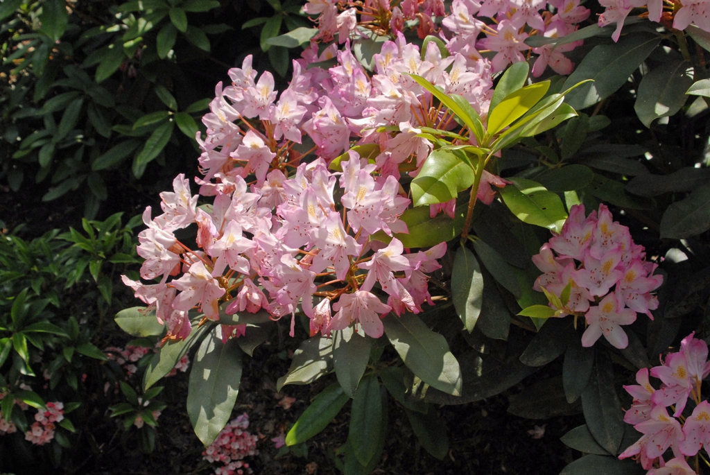 Rhododendron