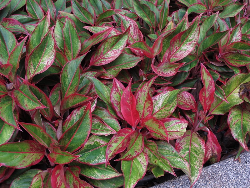 red and green variegated foliage