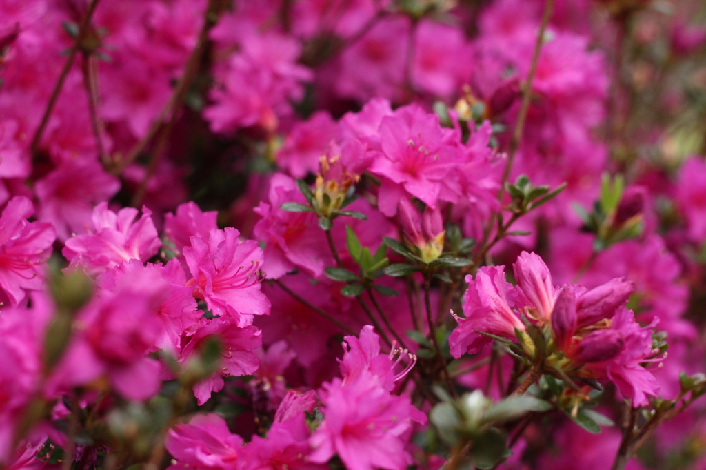 flowers, spring, Cabarrus County, NC