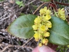 Yellow flowers mid-spring.