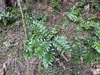 Early spring in a woodland habitat.