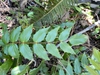 Pinnately compound leaves