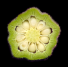 Cross section of fruit