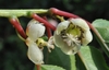 Actinidia arguta