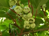 Actinidia arguta