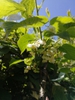 Actinidia kolomikta flowers