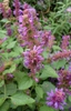 Flowers and leaves