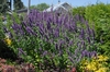 Agastache 'Blue Boa'