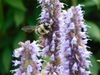 Pollinator on flower