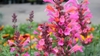 Spikes of many peachy pink tubular flowers.