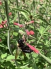 Bee on flower