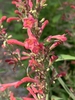 Close up of flower