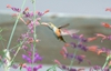 With Female Broad-tailed Hummingbird