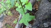 Stem and leaves