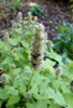 Agastache foeniculum