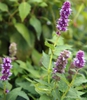 Leaves and flowers