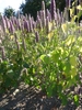 Agastache foeniculum