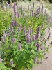 Agastache rugosa