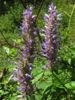 Agastache rugosa