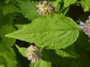 Agastache rugosa