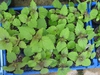 Agastache rugosa seedling