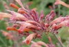 Flower close up