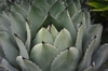 Agave parryi close up