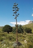 Large flower stalk after which the parent plant will die.