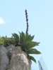 Agave salmiana form